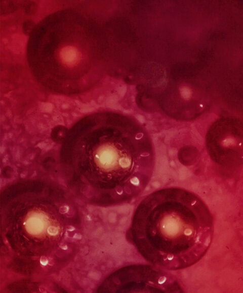red-cell-biotech