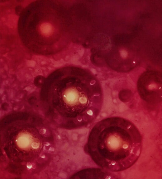 red-cell-biotech